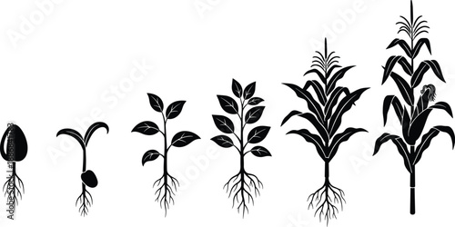 Corn plant growth stages vector illustration, black and white design from seed to mature crop with roots and leaves
