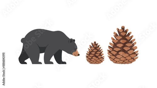 Vector Illustration Of Black Bear Sniffing Two Brown Pinecones Forest Wildlife