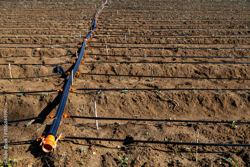 Drip irrigation system pipes on a plowed agricultural field under strong side lighting. Modern farming technology in a Mediterranean region. Black water hoses on brown soil. Turkey, November.