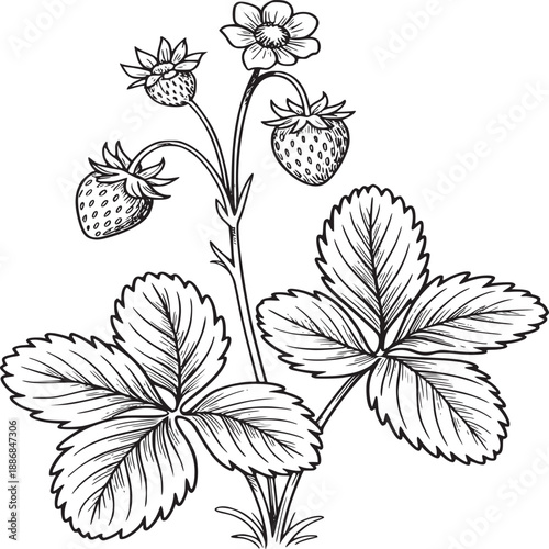Fotografija Detailed botanical illustration of a strawberry plant with berries flower and le