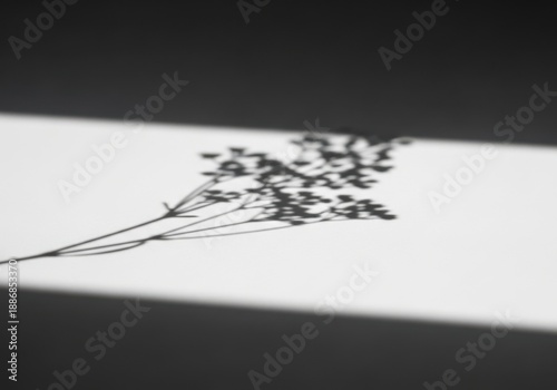 Minimalist shadow of a delicate wildflower cast across a bright white surface with a dark contrasting stripe of shadow