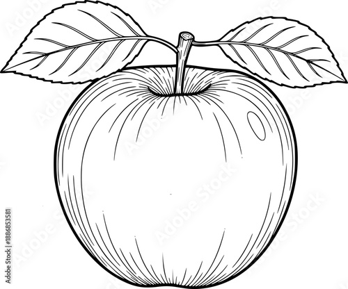 Detailed line art of an apple with two leaves in black and white illustration. Vector illustration
