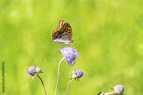 Fotografi Close-up of vibrant silver-washed Fritillary butterfly (Argynnis paphia) with orange wings and green/silver underside perched on purple meadow devil's-bit scabious (Succisa pratensis) flower