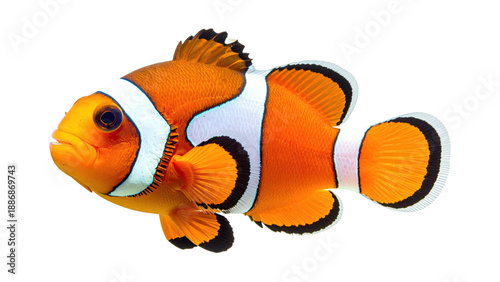 Vibrant Orange Clownfish Anemone Fish Close Up Illustration