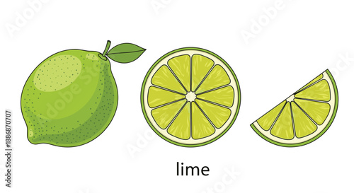 Collection of fresh green lime illustrations including a whole fruit with a leaf, a circular half slice, and a wedge.