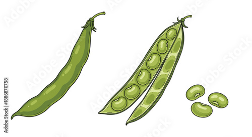 Fresh green bean pods shown as a whole pod, an open pod with seeds, and individual beans on a white background.