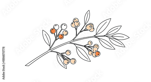 Elegant botanical illustration of a tree branch with delicate green leaves and clusters of small orange and cream berries.