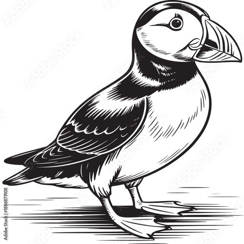A black and white line drawing of a puffin bird standing on a surface with visible feet and beak details
