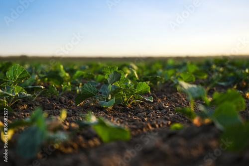 Fresh rapeseed plants emerging from soil at sunset, early crop growth in rural agricultural landscape