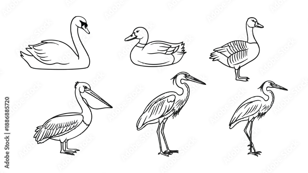Obraz premium Sketchbook Birds: A collection of various birds, each exquisitely sketched in black, offering a captivating artistic interpretation of avian beauty, ideal for artistic, educational.
