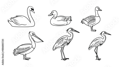 Sketchbook Birds: A collection of various birds, each exquisitely sketched in black, offering a captivating artistic interpretation of avian beauty, ideal for artistic, educational.