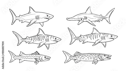 Diverse Shark Species in Monochrome: A collection of meticulously hand-drawn illustrations showcasing a variety of sharks in striking black and white, highlighting their unique features.