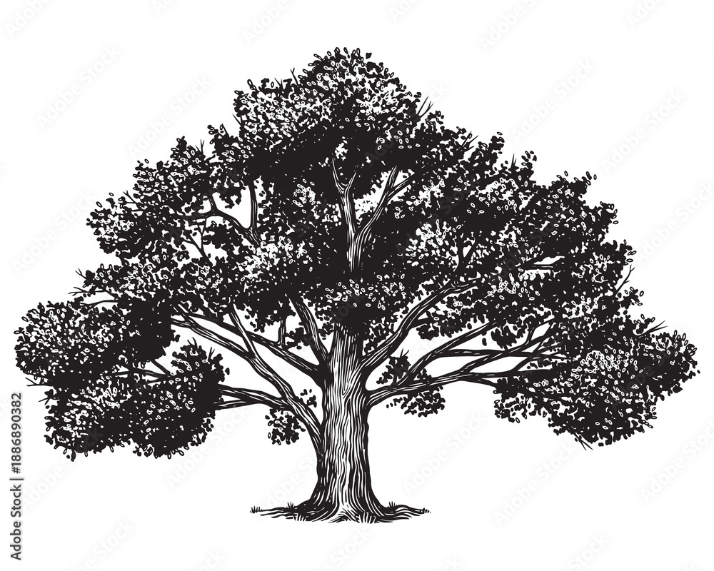 Fototapeta premium Old oak tree drawing. Black and white hand drawn engraving as a symbol of home, steady and peace. Can be recognised as ash or walnut.