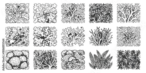 A collection of diverse lichen and plant illustrations in black and white