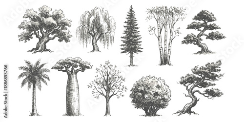 Diverse hand-drawn tree species collection featuring oak, willow, pine, palm, and baobab