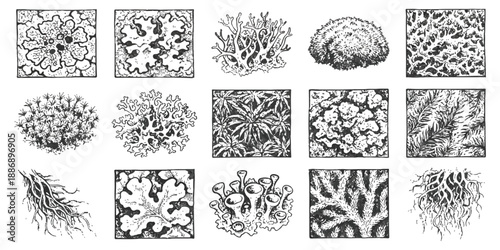 Detailed illustrations of various lichens and plant structures