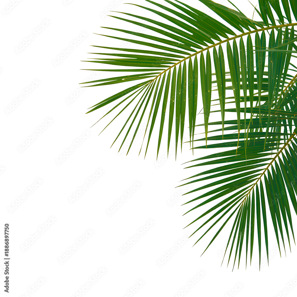 Fototapeta premium Vibrant Palm Leaves Tropical Background - Vector Illustration Transparent Background