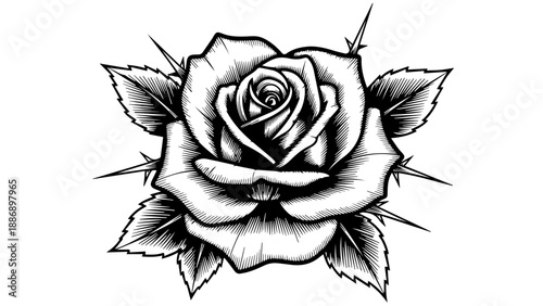 Black and white illustration of a single rose in full bloom with intricate cross-hatching and shading