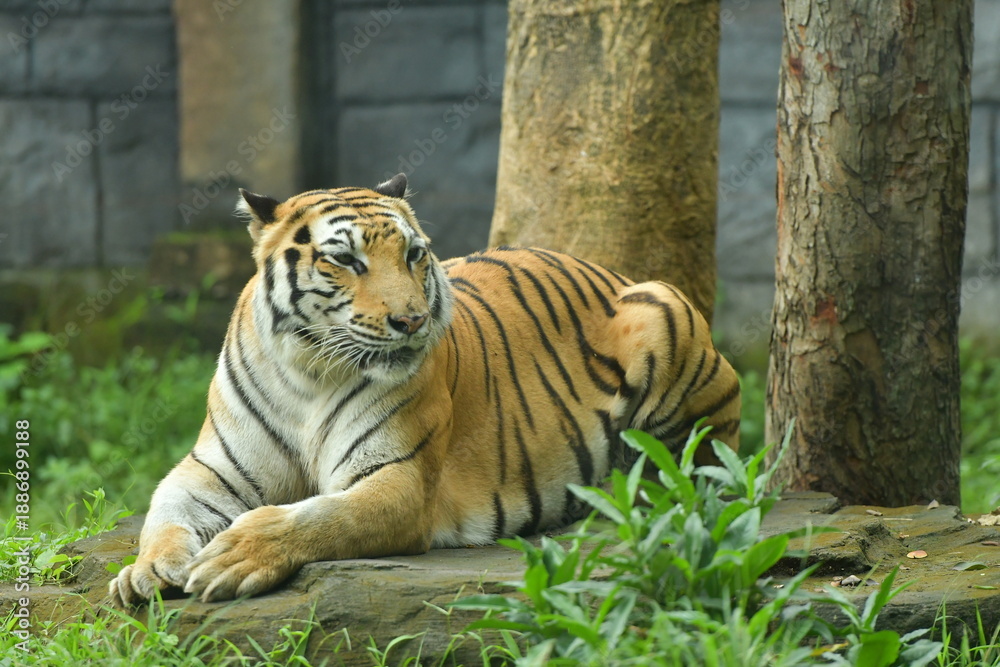 Fototapeta premium A male tiger is lying in a cage at the zoo