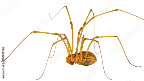 фотографія Isolated, harvestman arachnid with long legs crawling, against a seamless backgr