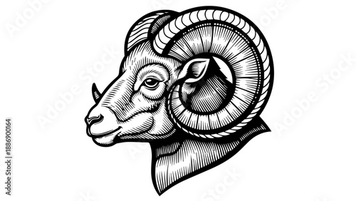 Black and white illustration of a ram's head with intricate horns