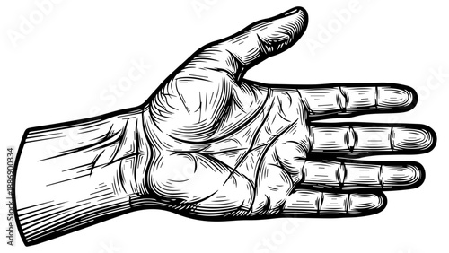 High-contrast black-and-white line drawing of an open-palm hand with detailed skin texture and anatomical precision