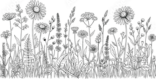 Hand Drawn Wildflower Meadow Border Featuring Chamomile Daisies Grass and Field Herbs in Elegant Black and White CAD Drawing Flat Vector Illustration