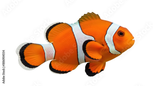 Фотография Isolated vibrant orange clownfish with three white stripes is swimming in aquari