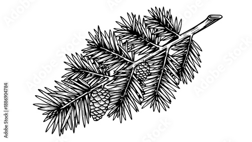 Black and white illustration of a pine branch with needles and cones