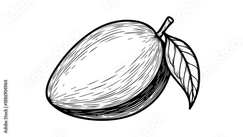 Black and white illustration of an almond nut with a leaf on a white background
