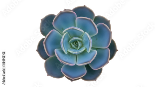 Fotografia Isolated Echeveria flower rosette, succulent plant, top view, pale blue-green to