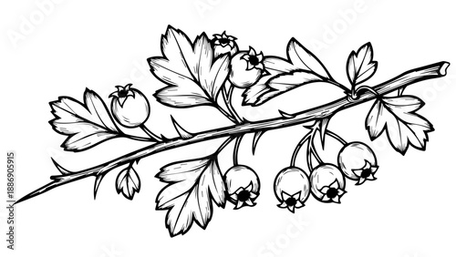 Botanical branch with leaves and berries in black and white line drawing