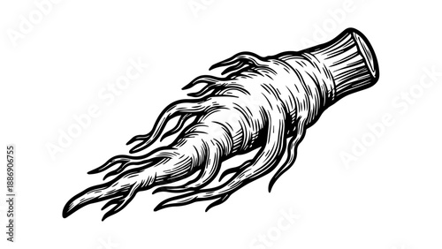 Black and white illustration of a segmented marine organism with tentacles