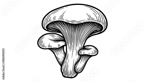 Black and white illustration of a cluster of mushrooms with a prominent central specimen