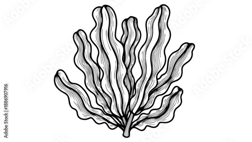 Scientifically accurate black-and-white illustration of a seaweed or algae plant with intricate linework and shading