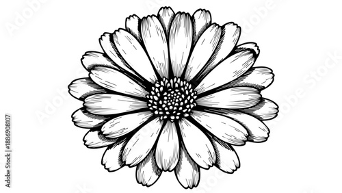 High-contrast black-and-white line drawing of a single daisy with intricate details
