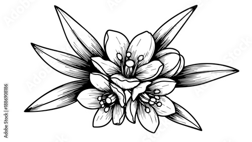 Black and white illustration of a lily surrounded by elongated leaves