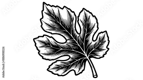 High-contrast black-and-white illustration of a single, intricately detailed leaf with visible veins and serrated edges