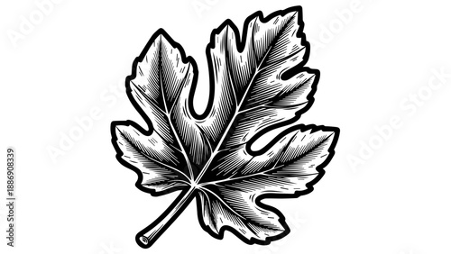 Intricate black and white illustration of a single leaf with detailed veins and serrated edges
