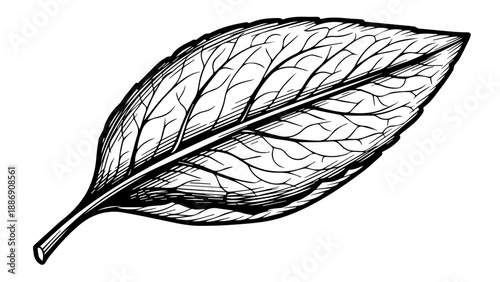 High-detail black-and-white illustration of a single leaf with intricate vein structure