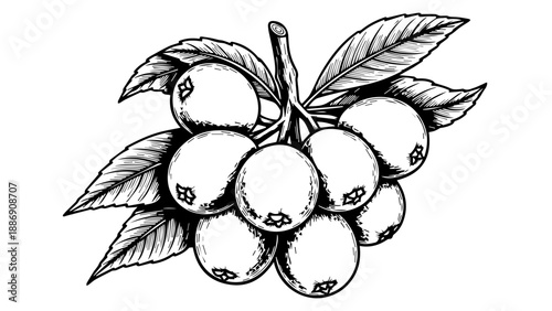 Black and white illustration of oranges on a branch with leaves