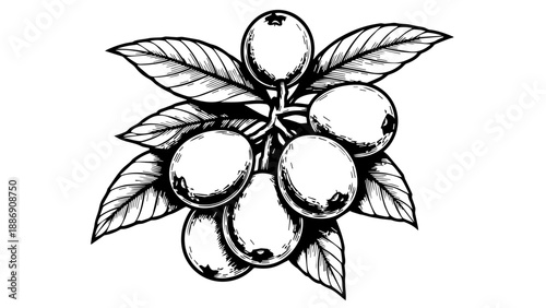 Black and white illustration of citrus fruits with leaves on a transparent background