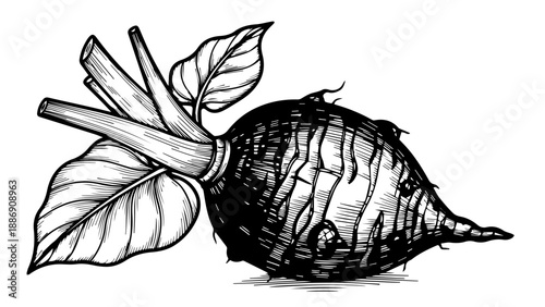 High-detail black-and-white illustration of a beetroot with wilted leaves