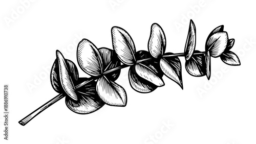Black and white illustration of a single branch with elongated leaves and intricate veining