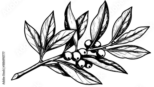Black and white botanical illustration of a branch with leaves and berries