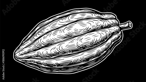 Black and white illustration of a cocoa pod with detailed texture and segmented interior