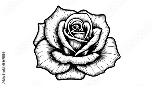 Black and white illustration of a single rose with intricate shading and fine hatching