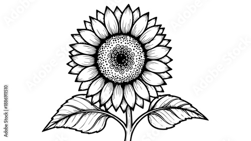 Black and white line drawing of a single sunflower with intricate details and shading