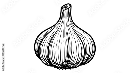 Monochromatic line art illustration of a single garlic bulb with intricate details and segmented structure