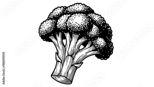 Black and white illustration of a broccoli head with intricate texture and structure